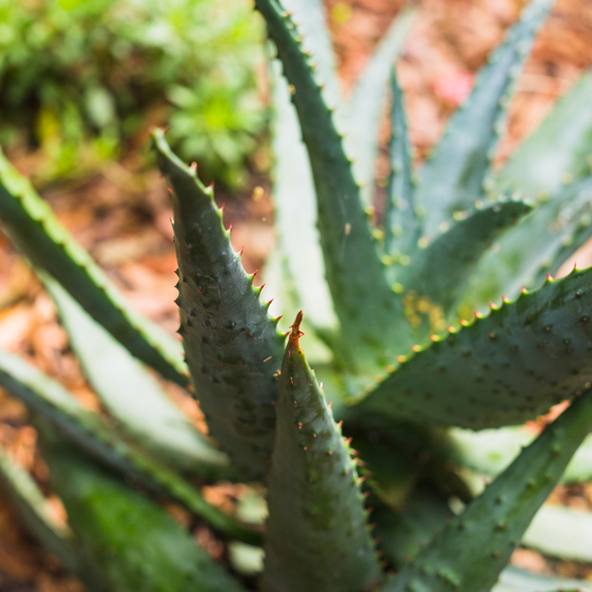 L’aloe vera, le jus végétal aux multiples atouts