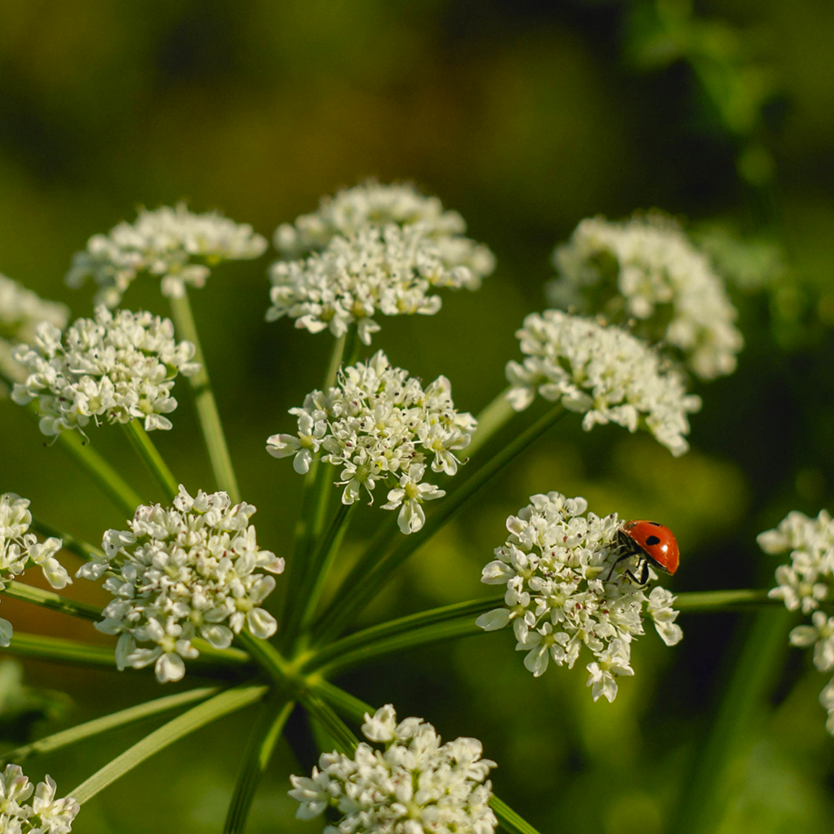 Angélique officinale, la plante sacrée au service de votre digestion