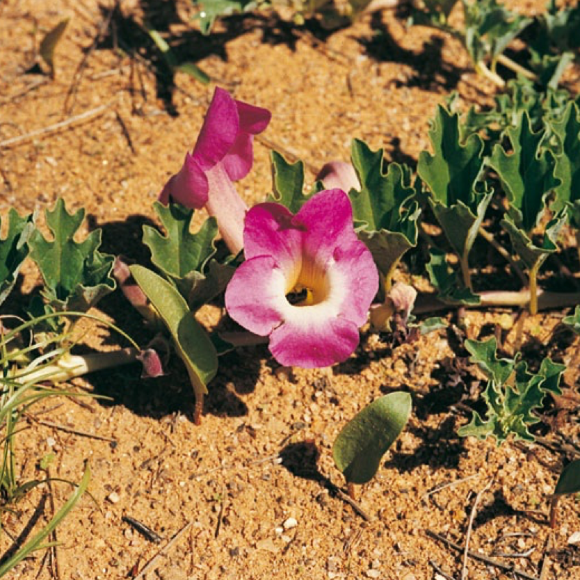 L'harpagophytum, Le protecteur des cartilages
