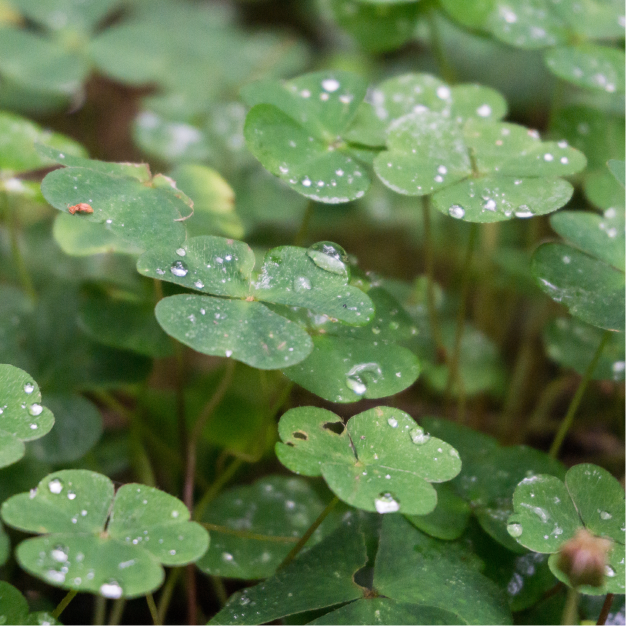 L'hydrocotyle, la plante pour retrouver des jambes légères