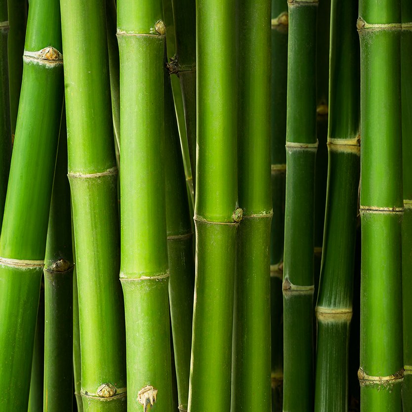 Le bambou, riche en silice pour les os et articulations